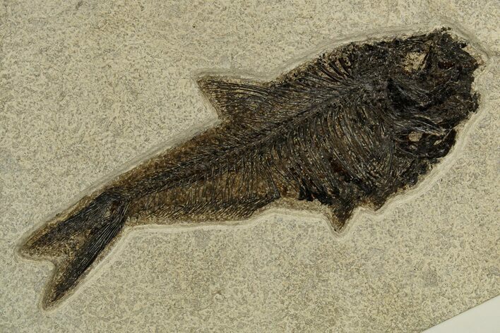 Detailed Fossil Fish (Diplomystus) - Wyoming #327936